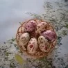 Veľkonočné vajíčka
